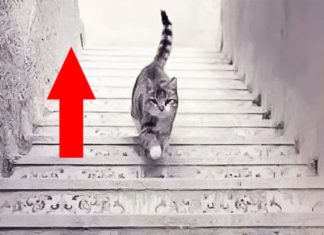 The Cat’s Walk: Uncover Your Inner Personality Traits
