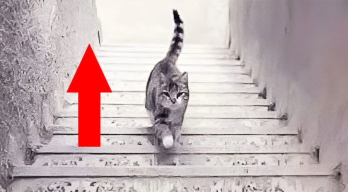 The Cat’s Walk: Uncover Your Inner Personality Traits