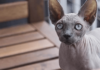 The Egyptian Sphynx Cat: Origins, Characteristics, Care and Pricing.