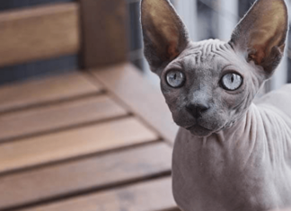 The Egyptian Sphynx Cat: Origins, Characteristics, Care and Pricing.