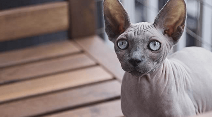 The Egyptian Sphynx Cat: Origins, Characteristics, Care and Pricing.
