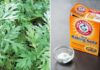 The Ultimate Guide to Storing Mugwort: Keep it Fresh All Year Round