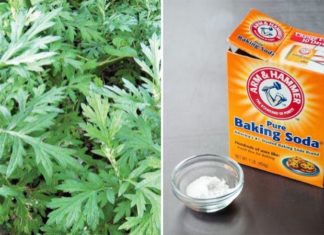 The Ultimate Guide to Storing Mugwort: Keep it Fresh All Year Round