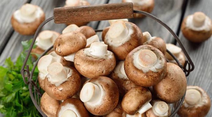 The Ultimate Guide to Storing Mushrooms for Extended Freshness
