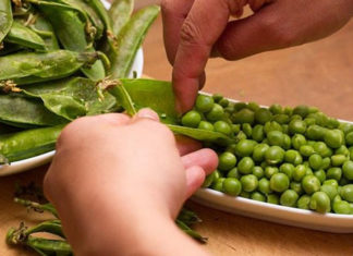 Preserving Fresh Green Peas: A Guide to Locking in Nutrition and Flavor