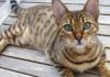 The Bengal Cat: Its Origins, Characteristics, Care and Pricing