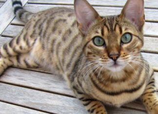 The Bengal Cat: Its Origins, Characteristics, Care and Pricing