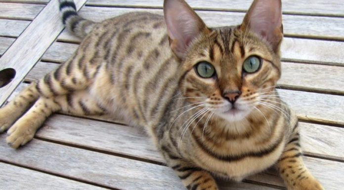 The Bengal Cat: Its Origins, Characteristics, Care and Pricing