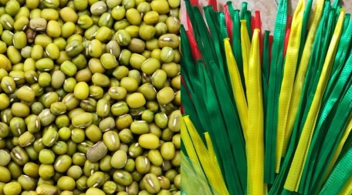The Ultimate Guide to Sprouting Bean Sprouts at Home: An Easy, Breezy DIY