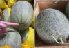 The Ultimate Guide to Choosing a Perfect Honeydew Melon: How to Pick One That’s Ripe and Sweet
