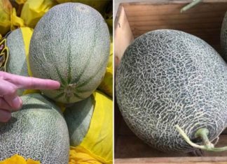 The Ultimate Guide to Choosing a Perfect Honeydew Melon: How to Pick One That’s Ripe and Sweet