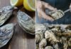 The Ultimate Guide to Picking the Perfect, Plump, and Tasty Live Oysters: A Surefire Way to Get the Best Every Time