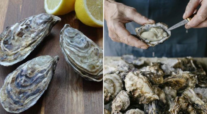 The Ultimate Guide to Picking the Perfect, Plump, and Tasty Live Oysters: A Surefire Way to Get the Best Every Time