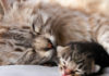 What Should Kittens Eat for Optimal Health and Development?