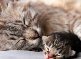 What Should Kittens Eat for Optimal Health and Development?