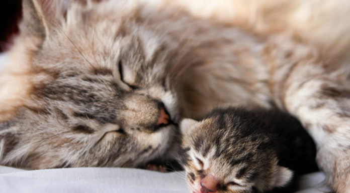 What Should Kittens Eat for Optimal Health and Development?