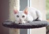 The Devon Rex Cat: Its Origin, Characteristics, Care and Price