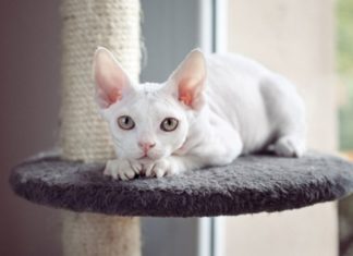 The Devon Rex Cat: Its Origin, Characteristics, Care and Price