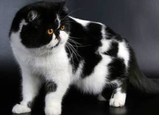 The World of Exotic Cats: Unveiling the Adorable Charm of This Feline Breed