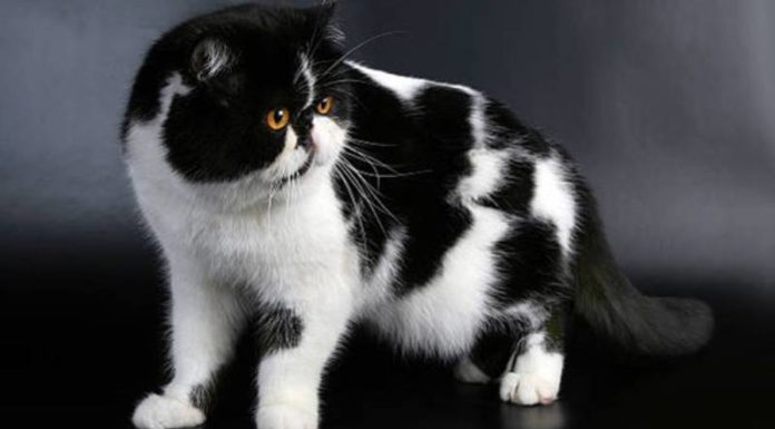 The World of Exotic Cats: Unveiling the Adorable Charm of This Feline Breed