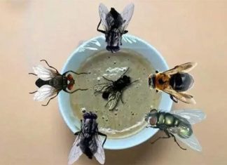 4 Ingeniously Crafted Strategies to Outsmart Flies: The Power of Everyday Items Like Cooking Oil, Laundry Detergent, and a Coin to Declare Victory