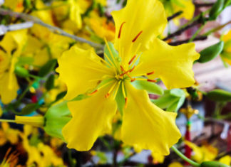 The Ultimate Guide to Keeping Your Orchids Fresh and Vibrant All Through the Lunar New Year Festivities