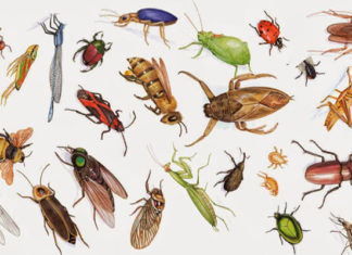 The Ultimate Guide to Pest-Proof Your Kitchen