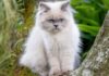 The Himalayan Cat: History, Characteristics, Care and Pricing