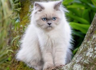The Himalayan Cat: History, Characteristics, Care and Pricing