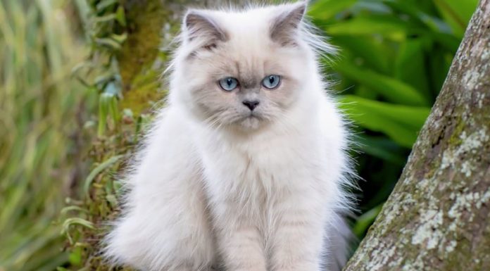 The Himalayan Cat: History, Characteristics, Care and Pricing