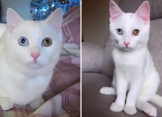 What is the Khao Manee Cat? Origin, Characteristics, Care and Price.