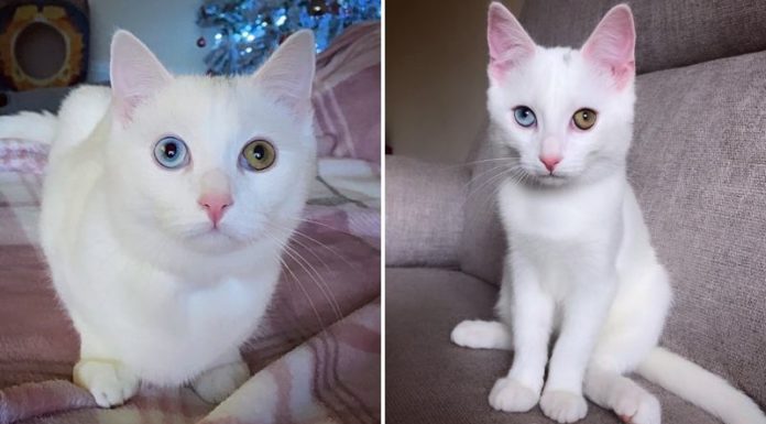 What is the Khao Manee Cat? Origin, Characteristics, Care and Price.