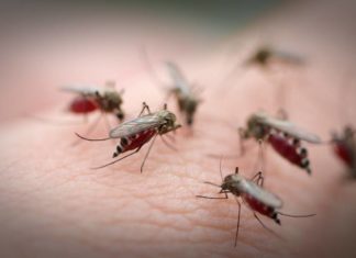 The Ultimate Mosquito Trap: A Beer Can Conundrum