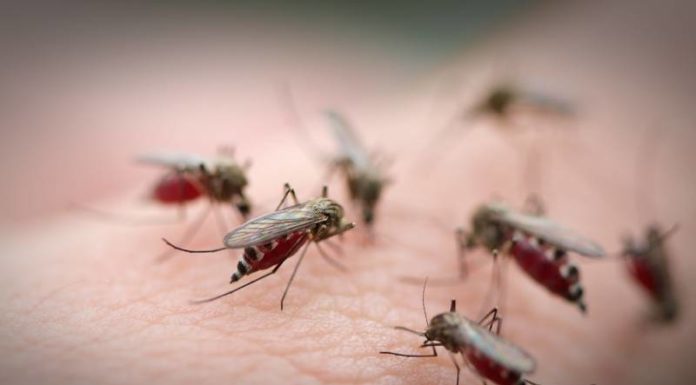 The Ultimate Mosquito Trap: A Beer Can Conundrum