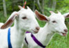 The Ultimate Guide to Eliminating Goat Meat Odor: A Simple and Effective Approach for All
