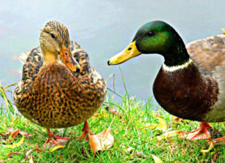 The Ultimate Guide to Odor Removal When Cooking Duck