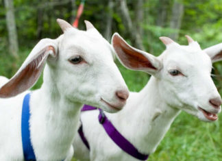 The Ultimate Guide to Eliminating Goat Meat Odor: A Simple and Effective Approach for All