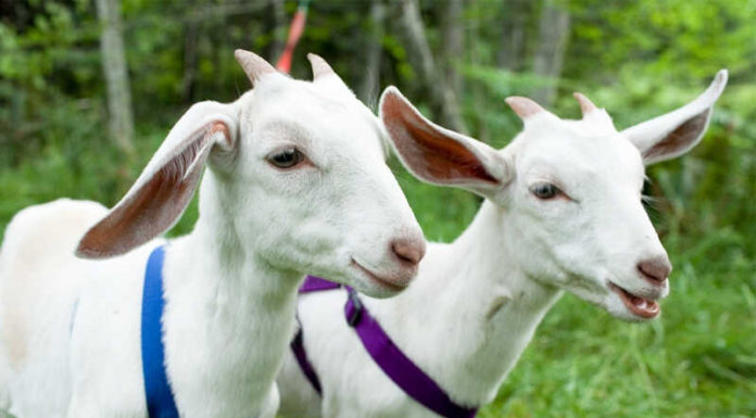 The Ultimate Guide to Eliminating Goat Meat Odor: A Simple and Effective Approach for All