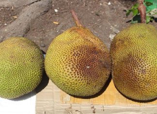 The Ultimate Guide to Ripening Jackfruit: Selecting, Ripening, and Cutting Techniques