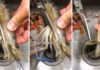 The Ultimate Guide to Cleaning Shrimp: A 3-Step Quick and Easy Process