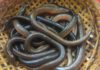 The Ultimate Guide to Preparing Eels: Removing Slime and Odor