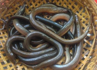 The Ultimate Guide to Preparing Eels: Removing Slime and Odor