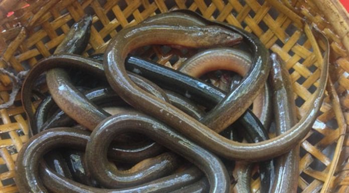 The Ultimate Guide to Preparing Eels: Removing Slime and Odor