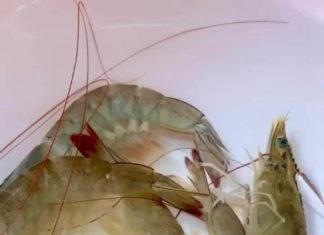 The Ultimate Guide to Boiling Shrimp: Achieve Perfection with Ease