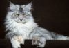 The Maine Coon Cat: Its History, Characteristics, Care and Price