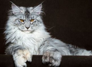 The Maine Coon Cat: Its History, Characteristics, Care and Price