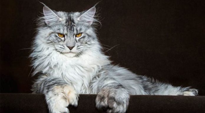 The Maine Coon Cat: Its History, Characteristics, Care and Price