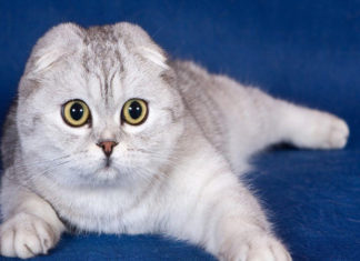 The American Shorthair Cat: An Owner’s Guide to this Purrfect Companion