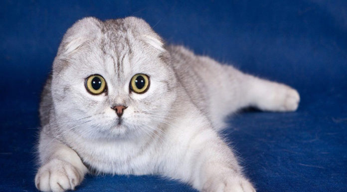 The American Shorthair Cat: An Owner’s Guide to this Purrfect Companion