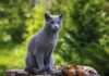 The Russian Blue: Unveiling the Mystique of this Feline Breed. Their Past, Present and Price Tag.